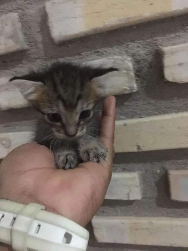 Gato ra a INDEFINIDA idade Abaixo de 2 meses nome SEM NOME