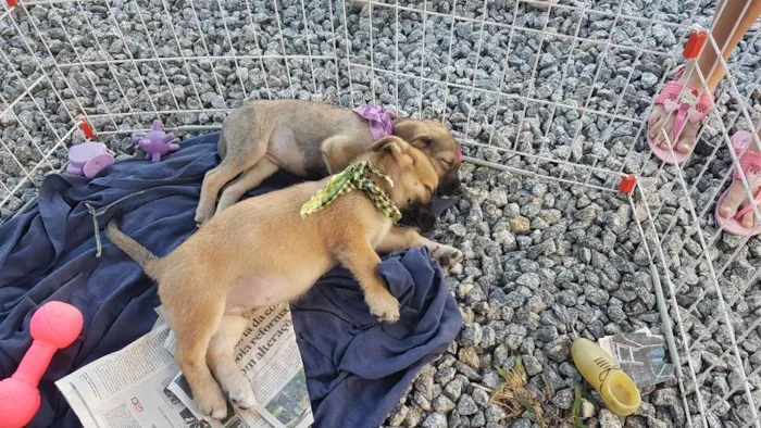 Cachorro ra a Mestiço de basset idade 2 a 6 meses nome Juninho 