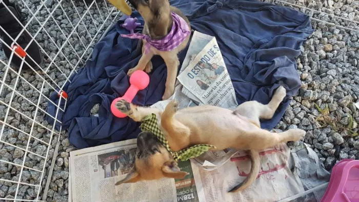 Cachorro ra a Mestiço de basset idade 2 a 6 meses nome Juninho 