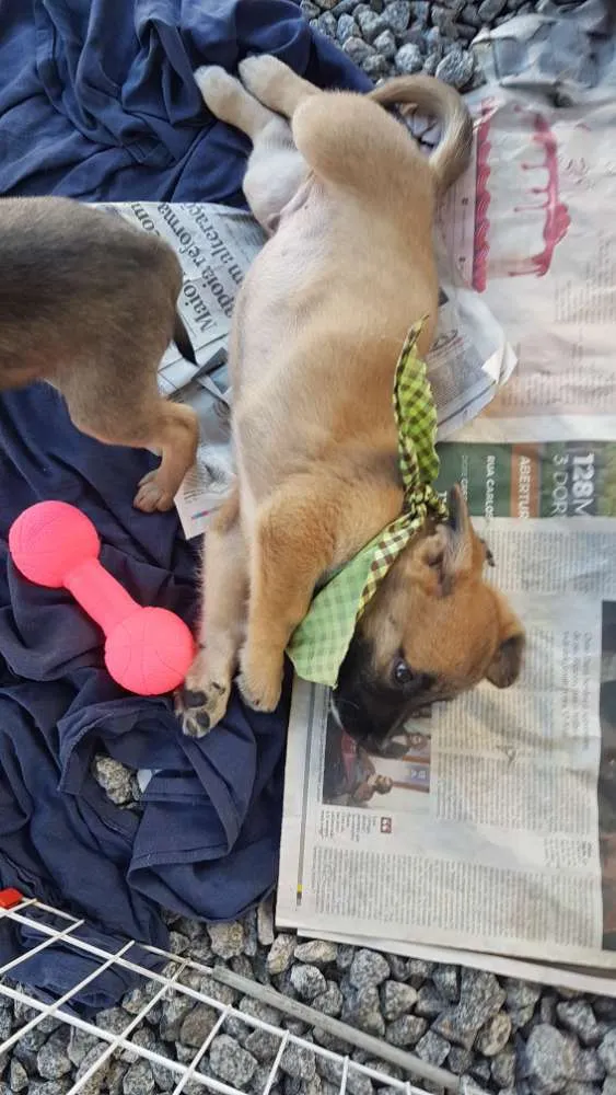 Cachorro ra a Mestiço de basset idade 2 a 6 meses nome Juninho 