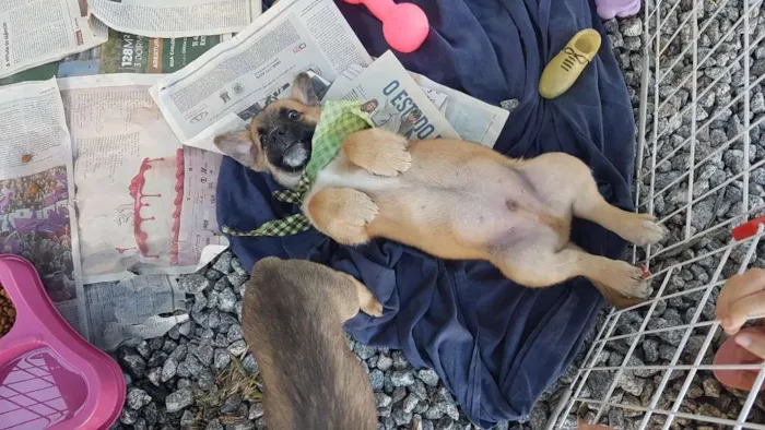 Cachorro ra a Mestiço de basset idade 2 a 6 meses nome Juninho 