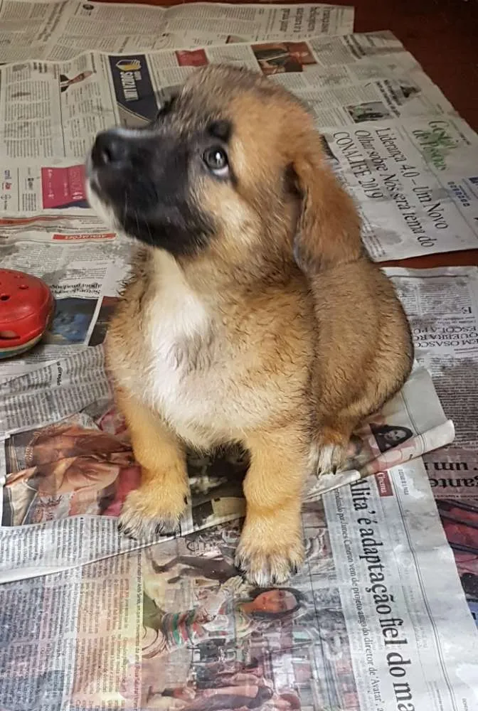 Cachorro ra a Mestiço de basset idade 2 a 6 meses nome Juninho 