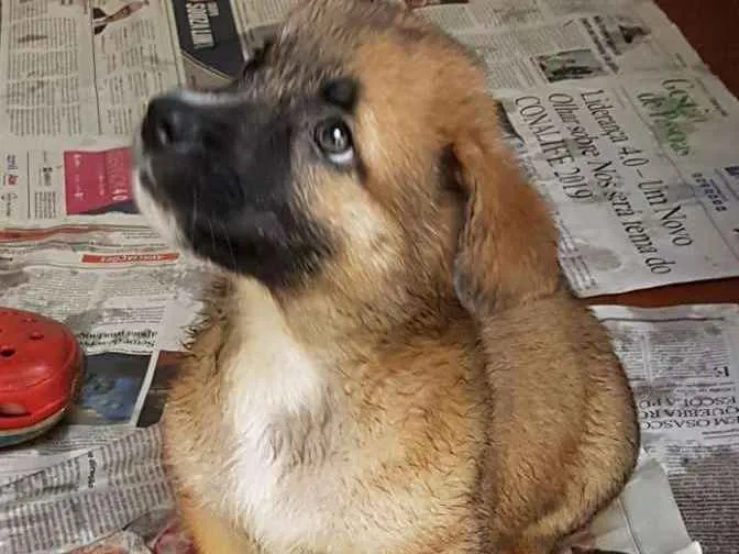 Cachorro ra a Mestiço de basset idade 2 a 6 meses nome Juninho 