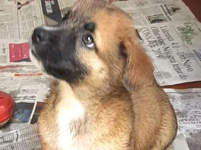 Cachorro ra a Mestiço de basset idade 2 a 6 meses nome Juninho 