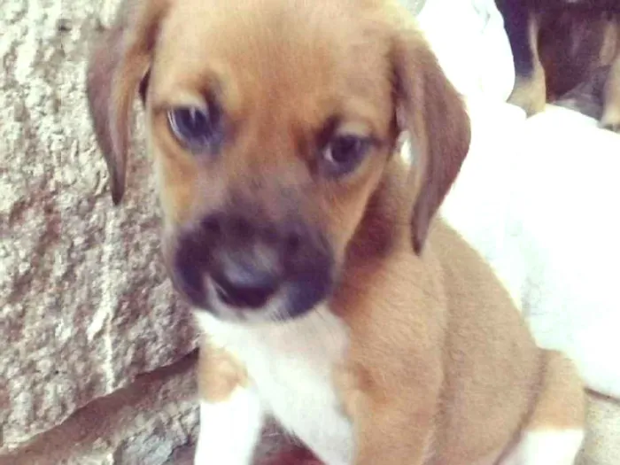 Cachorro ra a SRD idade 2 a 6 meses nome Petito