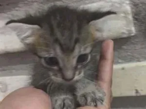 Gato raça INDEFINIDA idade Abaixo de 2 meses nome SEM NOME