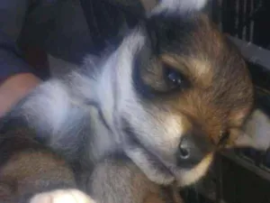 Cachorro raça Misturada idade Abaixo de 2 meses nome Bina