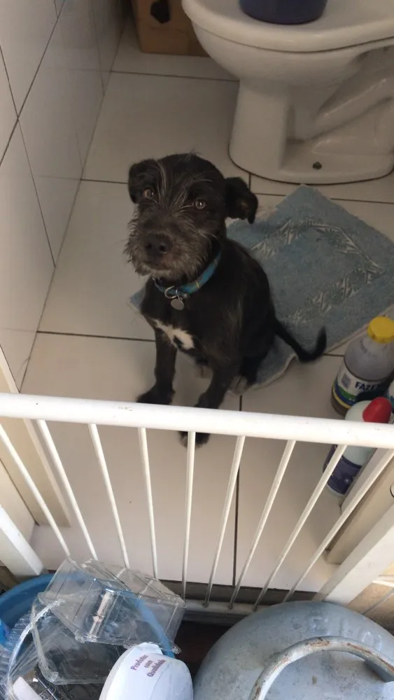 Cachorro ra a Não definida idade 2 anos nome Não sei