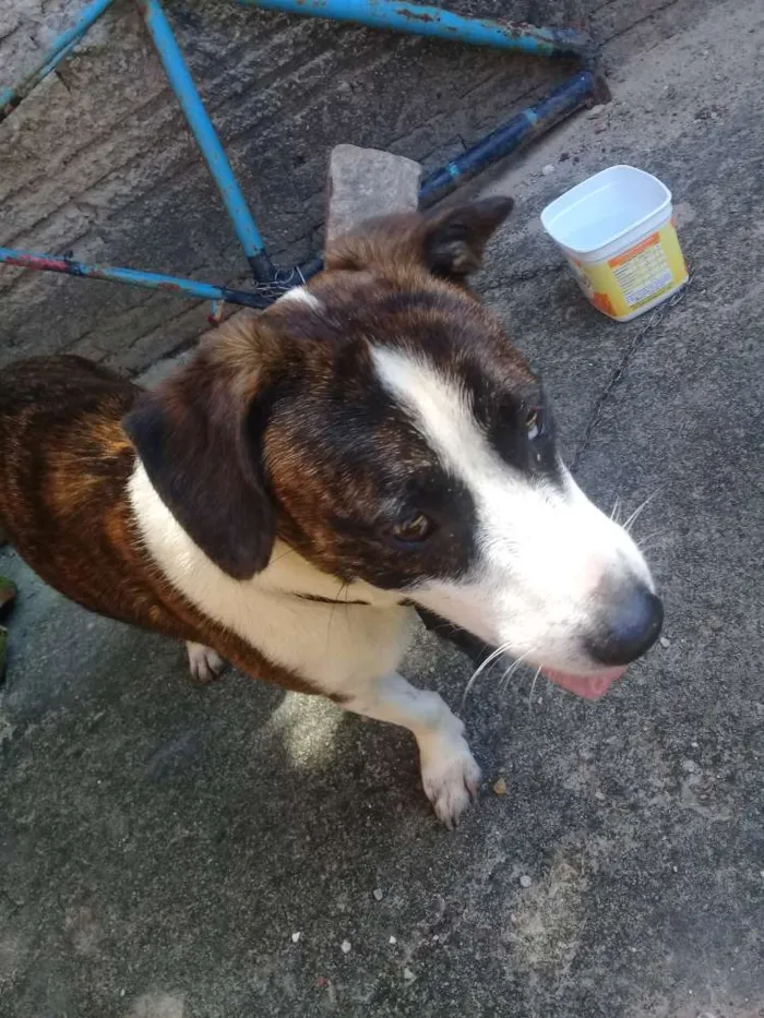 Cachorro raça Ñ sei disse idade 2 a 6 meses nome Wilson ou thor