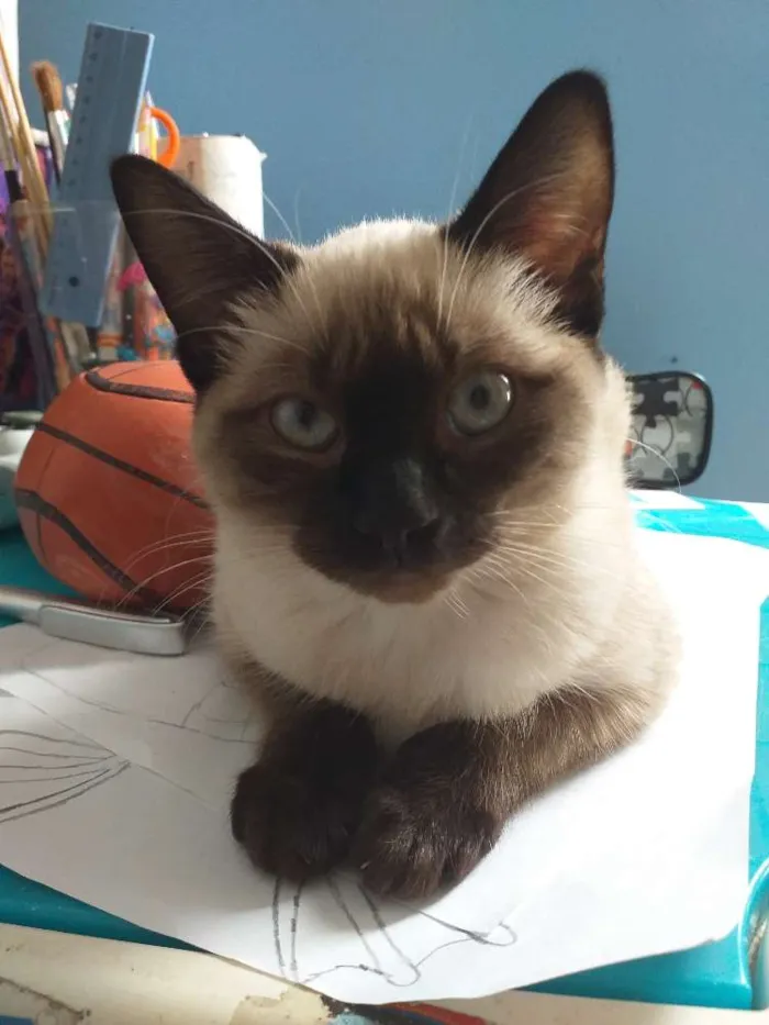 Gato ra a Vir a lata idade 2 a 6 meses nome Sofia