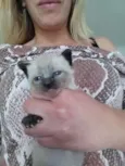 Bolinha