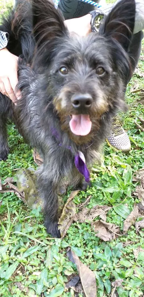 Cachorro ra a Vira lata idade 1 ano nome Batman 