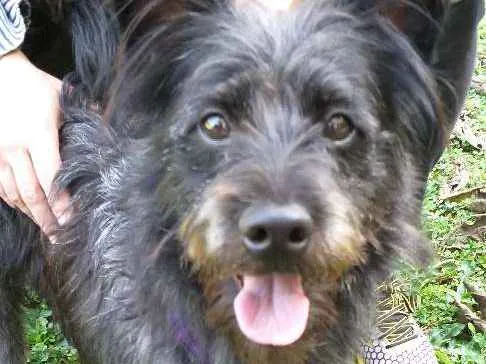 Cachorro ra a Vira lata idade 1 ano nome Batman 