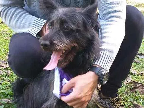 Cachorro ra a Vira lata idade 1 ano nome Batman 