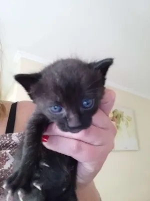 Gato raça Vira lata idade Abaixo de 2 meses nome Penelope