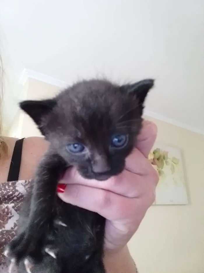 Gato ra a Vira lata idade Abaixo de 2 meses nome Penelope