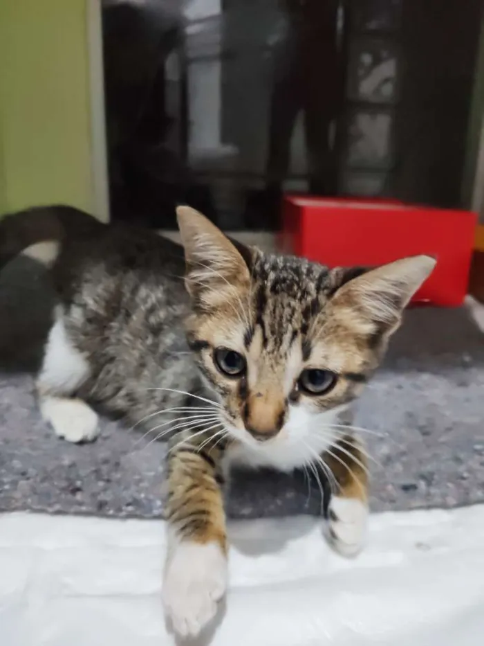 Gato raça SRD idade 2 a 6 meses nome Maria do Bairro