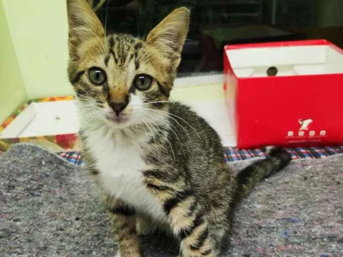Gato raça SRD idade 2 a 6 meses nome Maria do Bairro