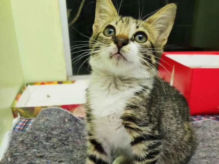 Gato raça SRD idade 2 a 6 meses nome Maria do Bairro