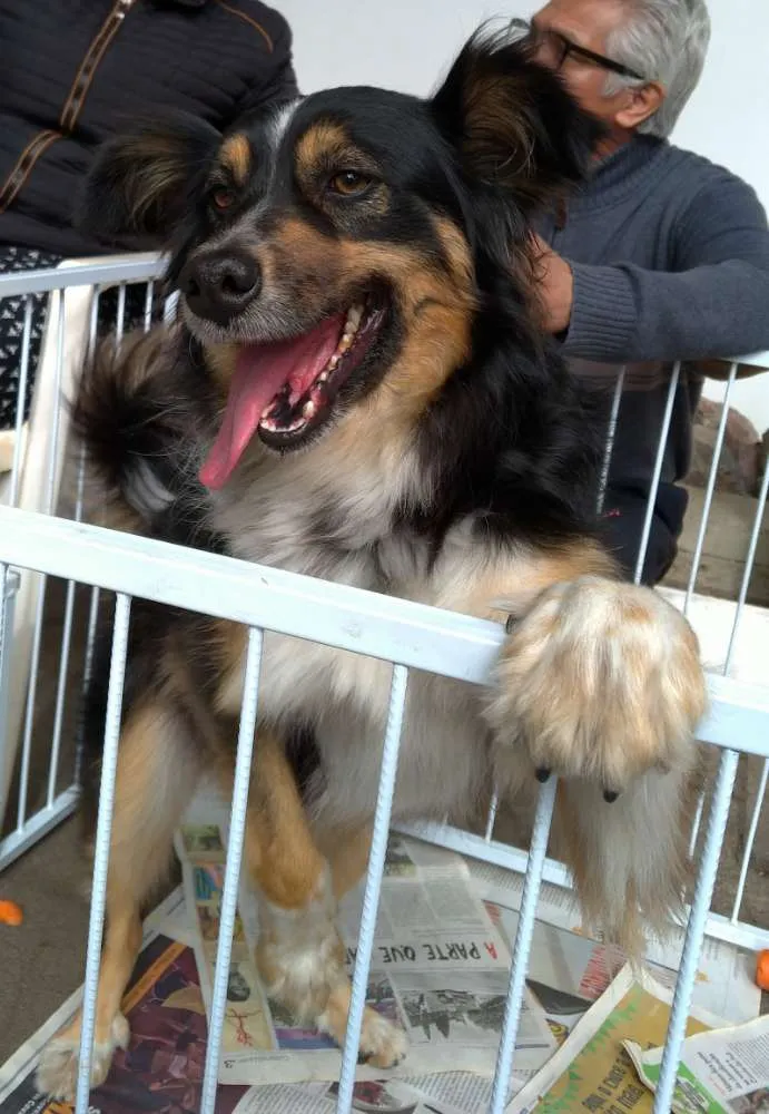Cachorro ra a SRD idade 3 anos nome Benedito
