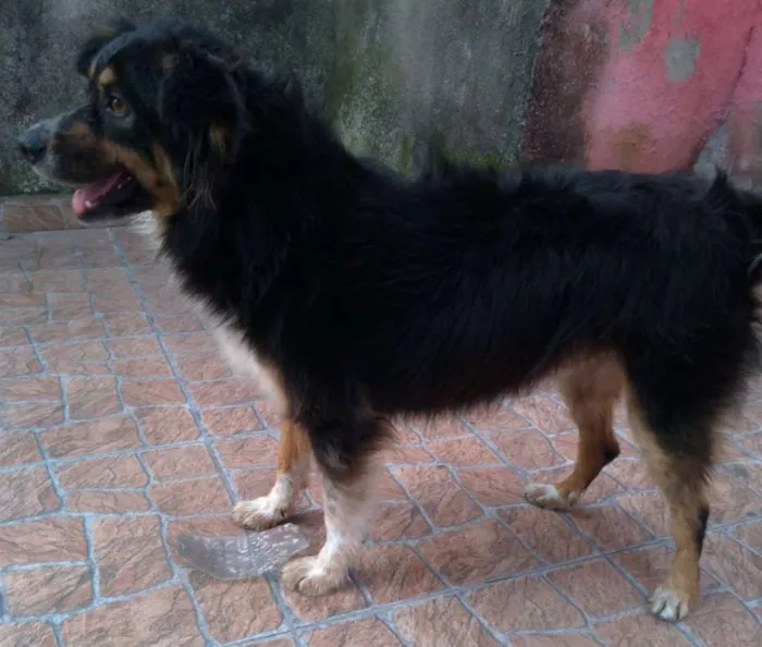 Cachorro ra a SRD idade 3 anos nome Benedito