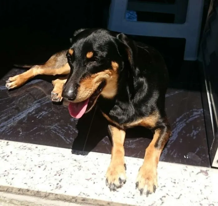 Cachorro ra a SRD idade 6 ou mais anos nome Maya