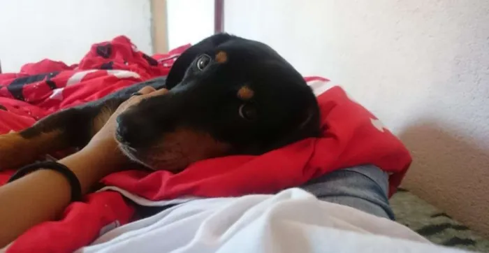 Cachorro ra a SRD idade 6 ou mais anos nome Maya