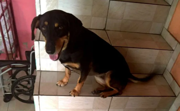 Cachorro ra a SRD idade 6 ou mais anos nome Maya