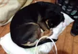 Maya