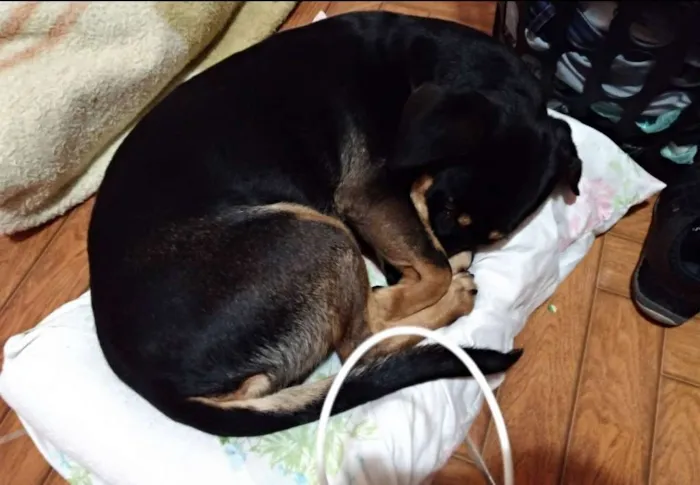 Cachorro ra a SRD idade 6 ou mais anos nome Maya