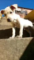 Naninha