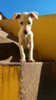 Naninha