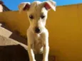 Naninha