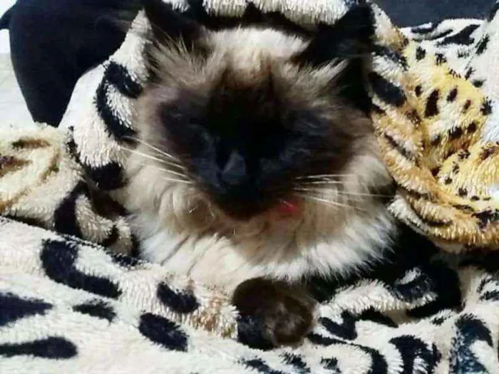 Gato ra a Siamês  idade 4 anos nome Belinha