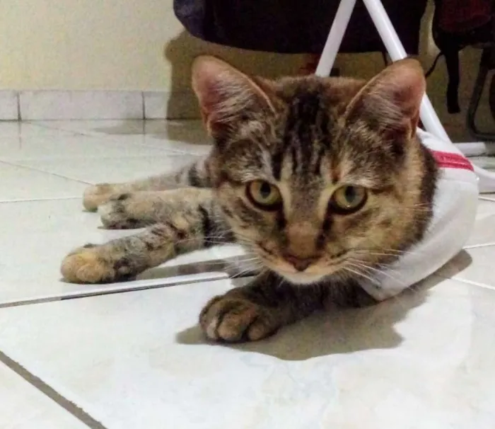 Gato raça SRD idade 7 a 11 meses nome TIGREZA