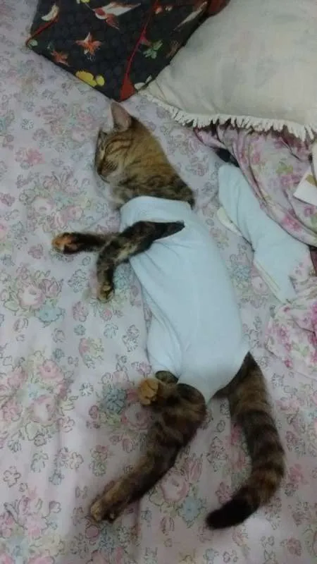 Gato raça SRD idade 7 a 11 meses nome TIGREZA