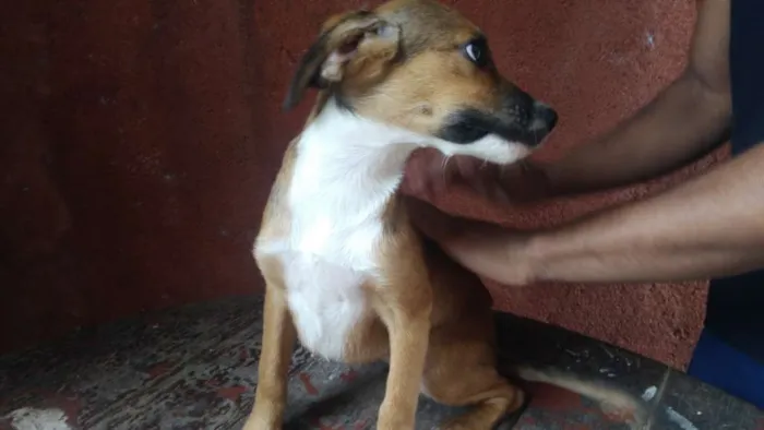 Cachorro ra a Mestiço Pitbull / Fila idade 2 a 6 meses nome Filhotes Diversos