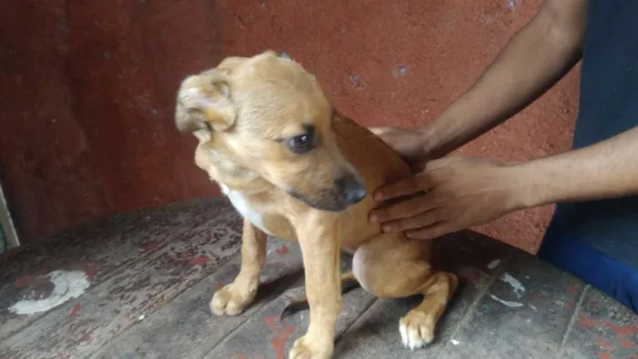 Cachorro ra a Mestiço Pitbull / Fila idade 2 a 6 meses nome Filhotes Diversos