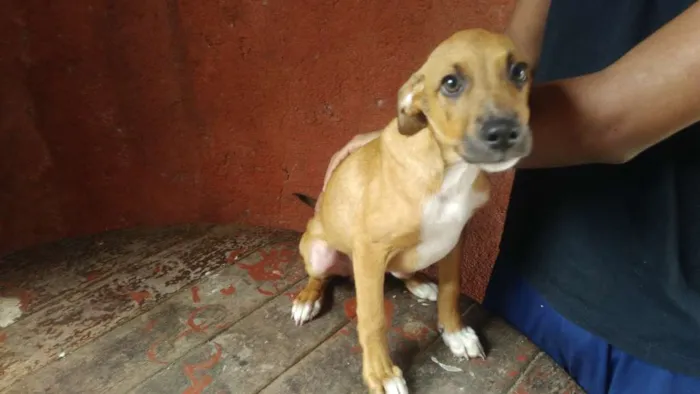 Cachorro ra a Mestiço Pitbull / Fila idade 2 a 6 meses nome Filhotes Diversos