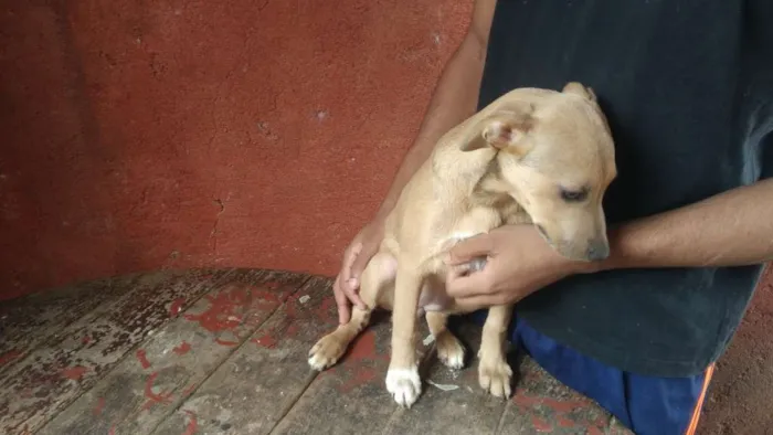 Cachorro ra a Mestiço Pitbull / Fila idade 2 a 6 meses nome Filhotes Diversos
