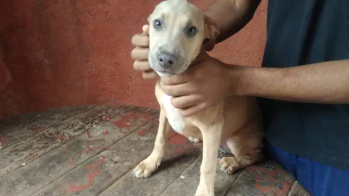 Cachorro ra a Mestiço Pitbull / Fila idade 2 a 6 meses nome Filhotes Diversos