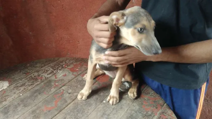 Cachorro ra a Mestiço Pitbull / Fila idade 2 a 6 meses nome Filhotes Diversos