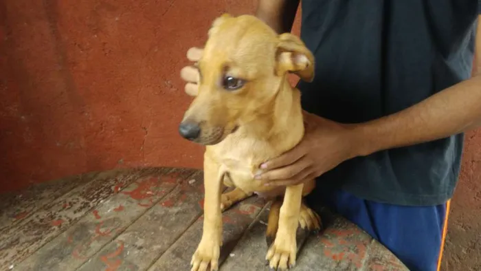 Cachorro ra a Mestiço Pitbull / Fila idade 2 a 6 meses nome Filhotes Diversos