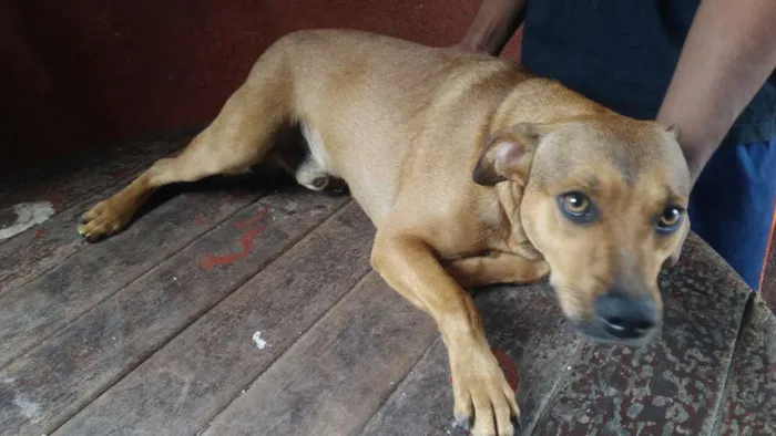 Cachorro ra a SRD - Sem Raça Definida idade 2 anos nome Tyr