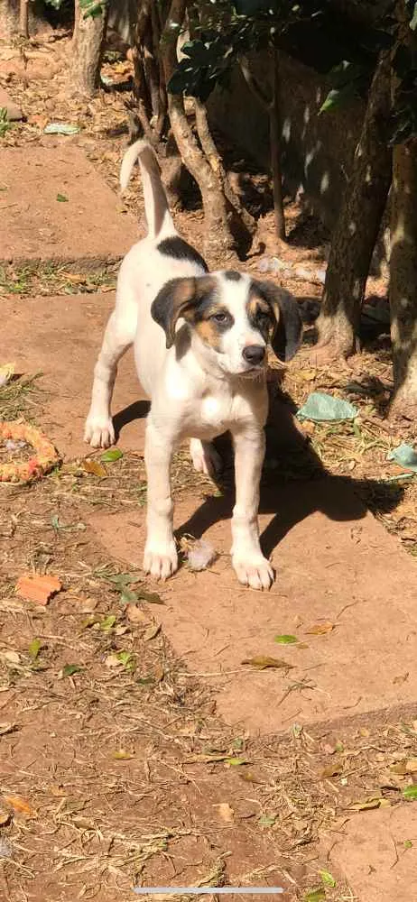 Cachorro ra a Srd idade  nome Kisha