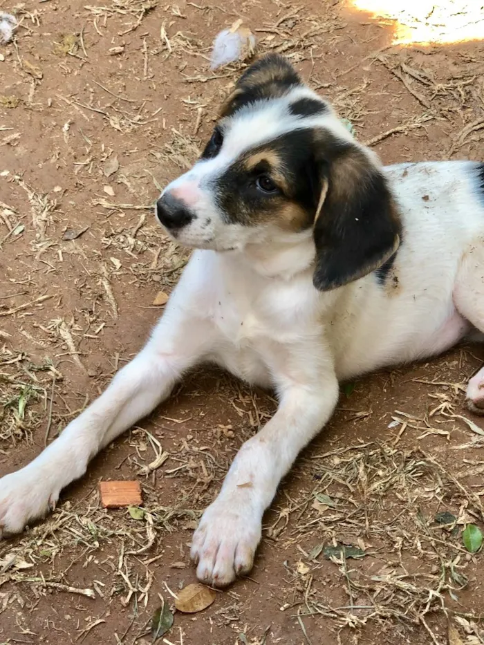 Cachorro ra a Srd idade  nome Kisha