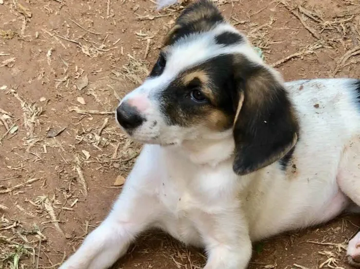 Cachorro ra a Srd idade  nome Kisha