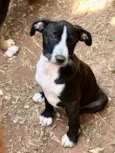 Sara