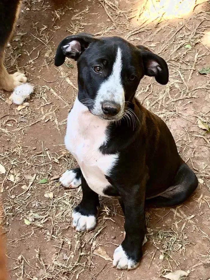 Cachorro ra a Srd idade  nome Sara