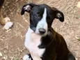 Sara